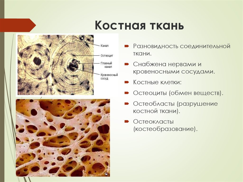 Какие органы входят в соединительную ткань. Костная соединительная ткань. Костная ткань таблица биология 8. Костная ткань строение ткани. Соединительная ткань костная ткань строение и функции.