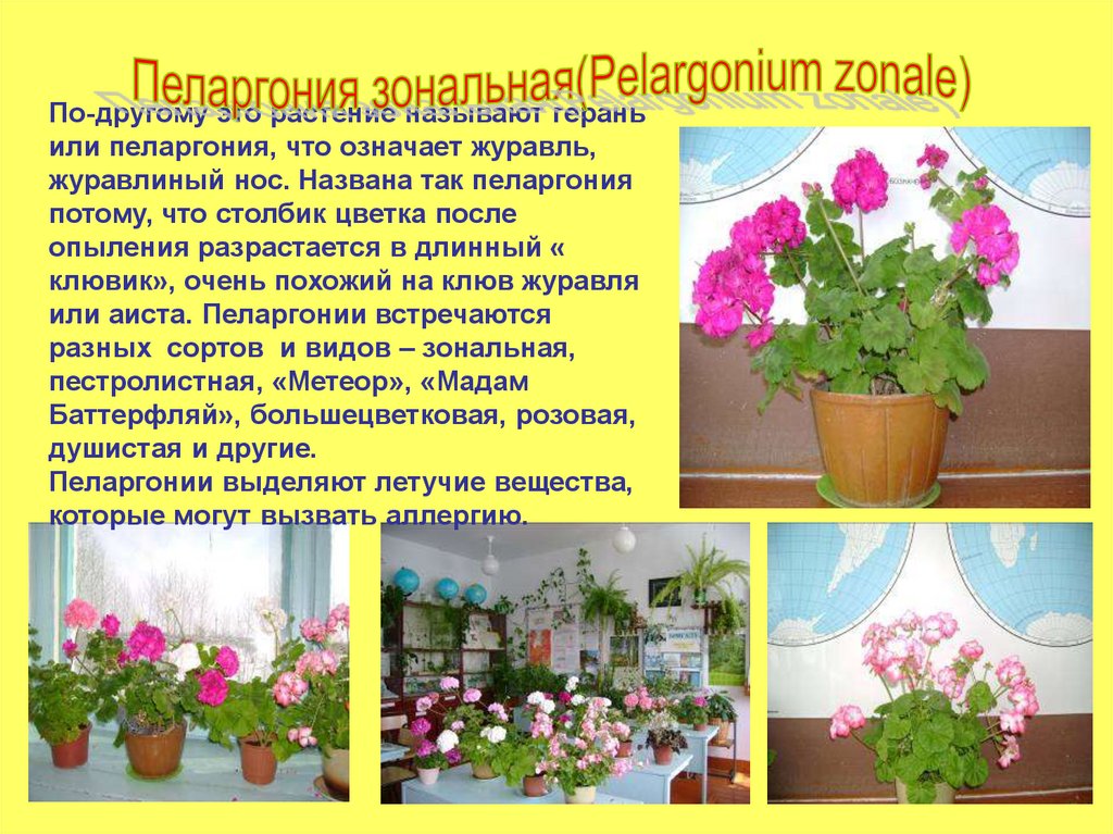 Пеларгония ирина каримуллина описание и фото