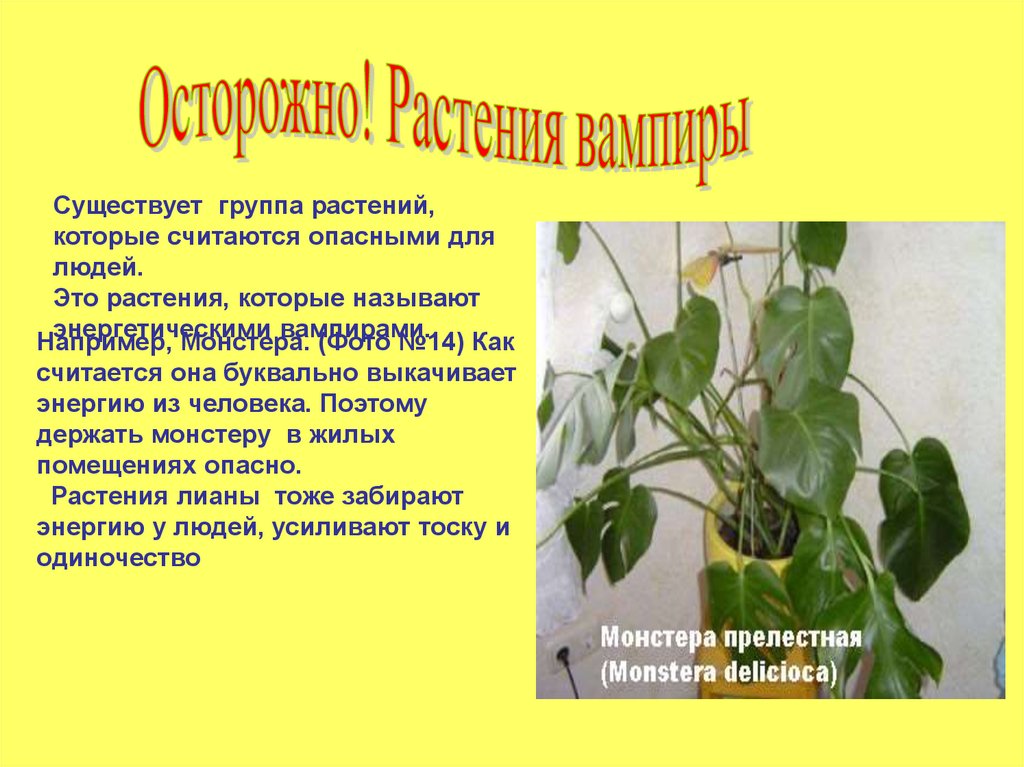 Какие растения приносят. Опасные растения для человека. Растения которые вредны для человека. Опасные комнатные растения для человека. Ядовитые растения для человека.