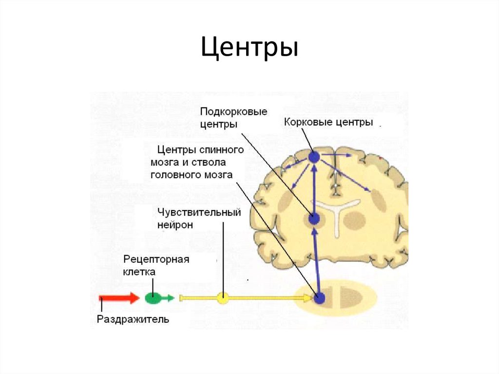 Мозг подкорковые