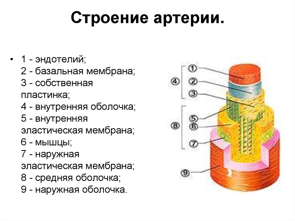 Из чего состоит внутренняя. Строение оболочки артерии. Артерия строение стенки схематично. Схема строения стенок артерий и вен. Зарисовать строение стенки артерии.