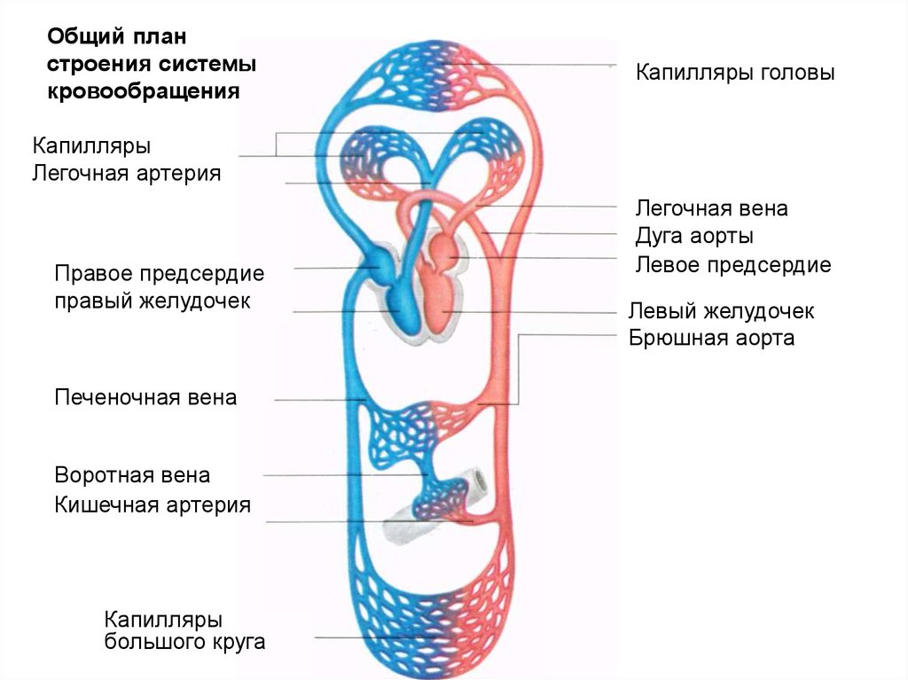 Вены направление движения. Схема системы кровообращения человека анатомия. Круги кровообращения человека схема. Большой круг кровообращения физиология. Система кровообращения большой и малый круг кровообращения.