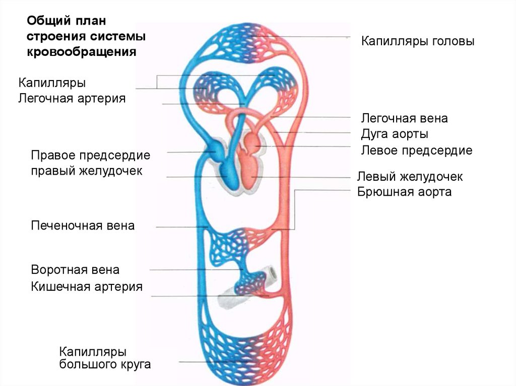 Левое предсердие большой круг кровообращения. Круги кровообращения человека анатомия. Схема системы кровообращения человека анатомия. Структура кругов кровообращения. Малый круг кровообращения схема.