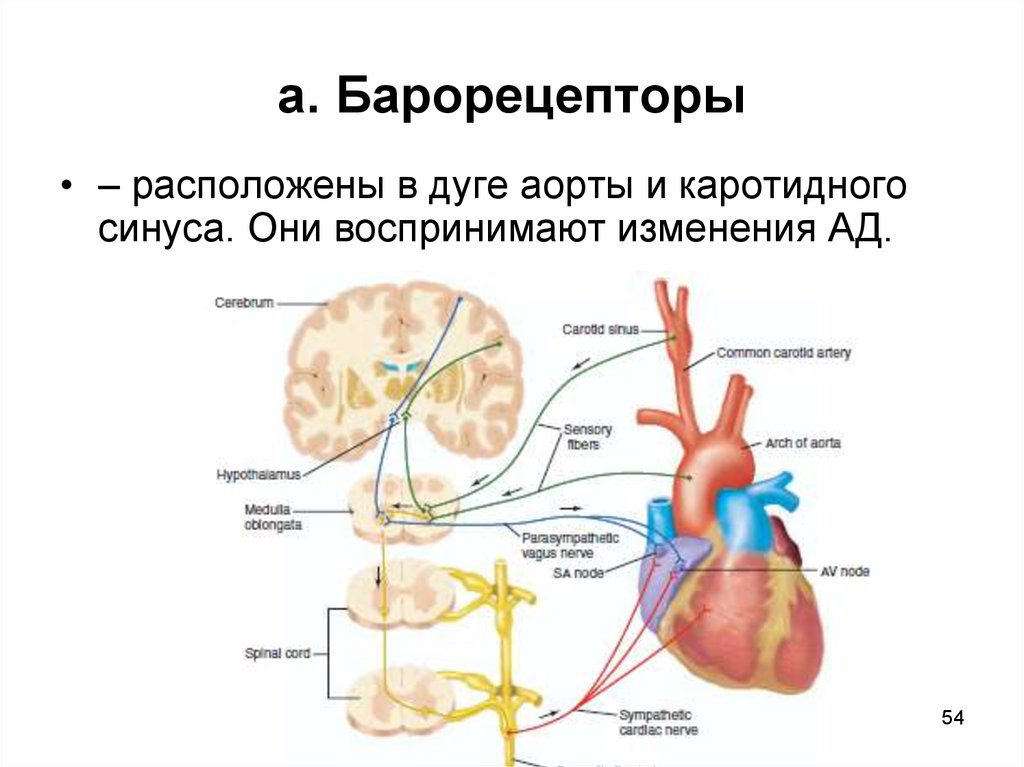 Где расположен центр регуляции кровяного давления. Барорецепторный рефлекс схема. Барорецепторный рефлекс регуляции ад. Барорецепторный рефлекс физиология. Барорецепторные рефлексы регуляции артериального давления.