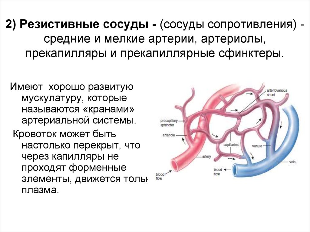 Обратный ток крови в венах. Функции резистивных сосудов физиология. Резистивные сосуды (сосуды сопротивления). Сосуды сфинктеры (резистивные). Функция типов артерий.