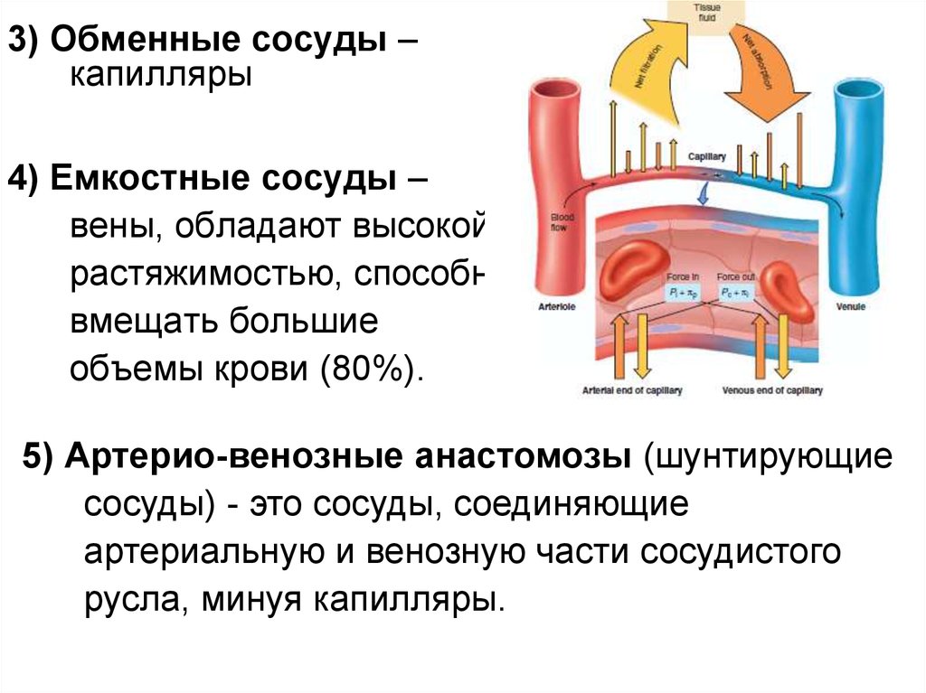 Почему сделать сосуды. Емкостные сосуды физиология. Обменные сосуды(капилляры) физиология. Капилляры обменные сосуды. Шунтирующие сосуды это физиология.