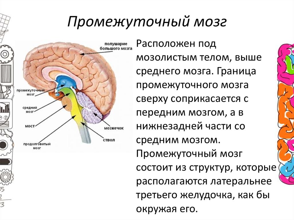 Средний и промежуточный мозг строение