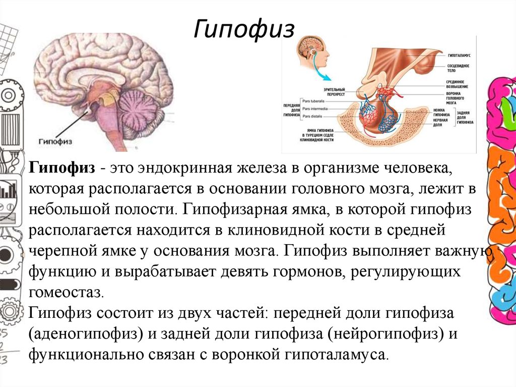 Внутренняя секреция гипофиза. Эндокринные железы анатомия гипофиз. Промежуточный мозг функции гипофиз. Гипофиз регулирует деятельность других эндокринных желез. Отделы головного мозга гипофиз.