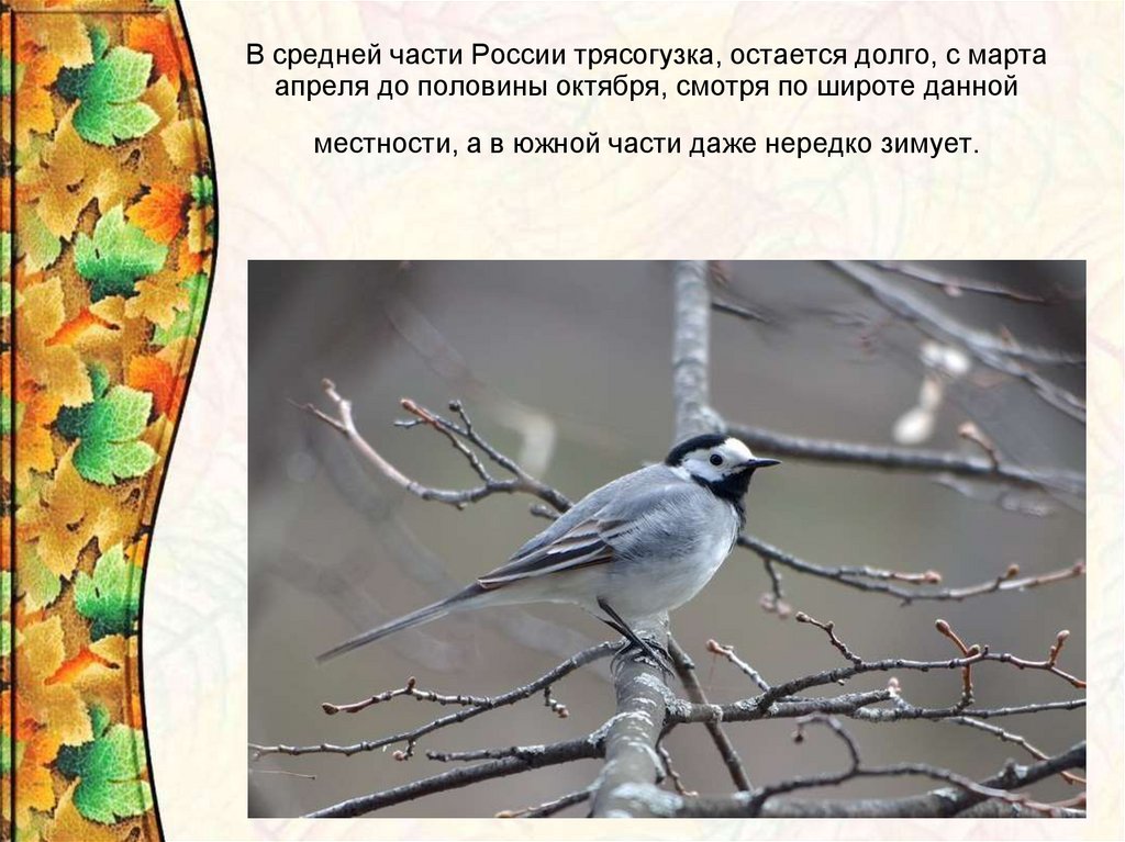 Трясогузка фото птицы и описание почему стучит в окно