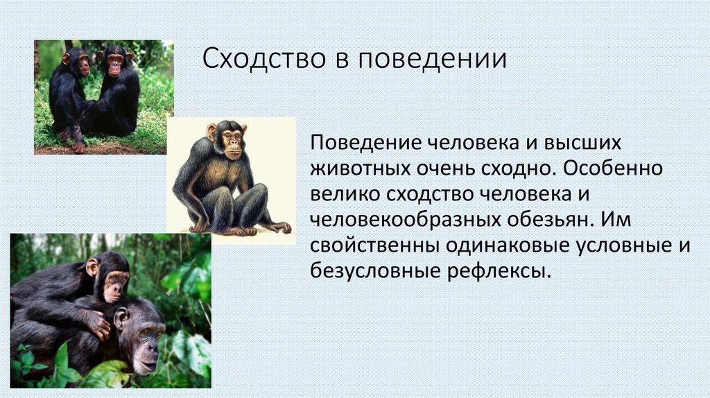 Деятельность человека и животного сходства. Сходства поведения человека и животных. Сходство человека и человекообразных обезьян. Сходства в поведении человека и обезьяны. Сходство в поведении человекообразных обезьян и человека.