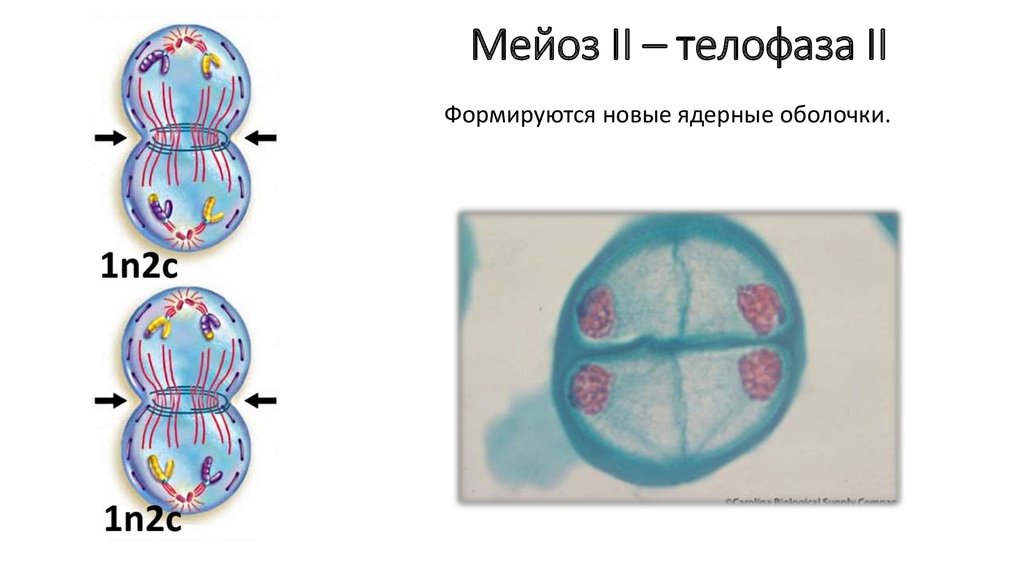 Тест по мейозу 10 класс. Мейоз 2 телофаза 2. Метафаза мейоза 2. Мейоз телофаза 2мейоза. Телофаза 2 деления мейоза.