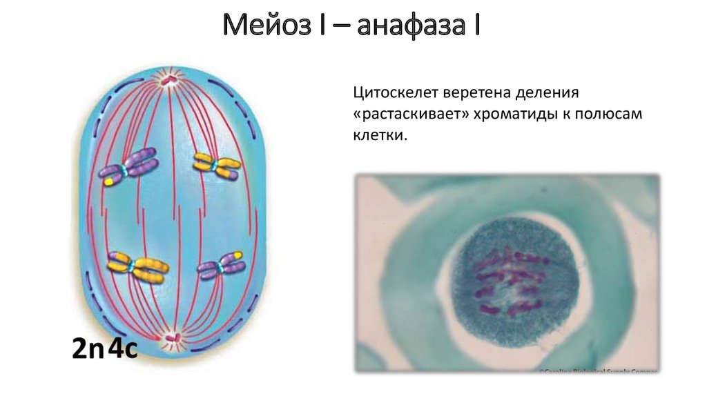 Сколько клеток в анафазе. Анафаза мейоза. Анафаза мейоза 1 набор. Анафаза это в биологии. Анафаза рисунок с подписями.