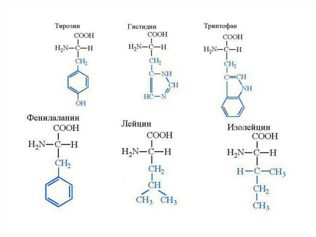 Лей аминокислота. Тирозин аминокислота формула. Аминокислоты строение триптофан. Тирозин структурная формула. Гистидин и тирозин формула.