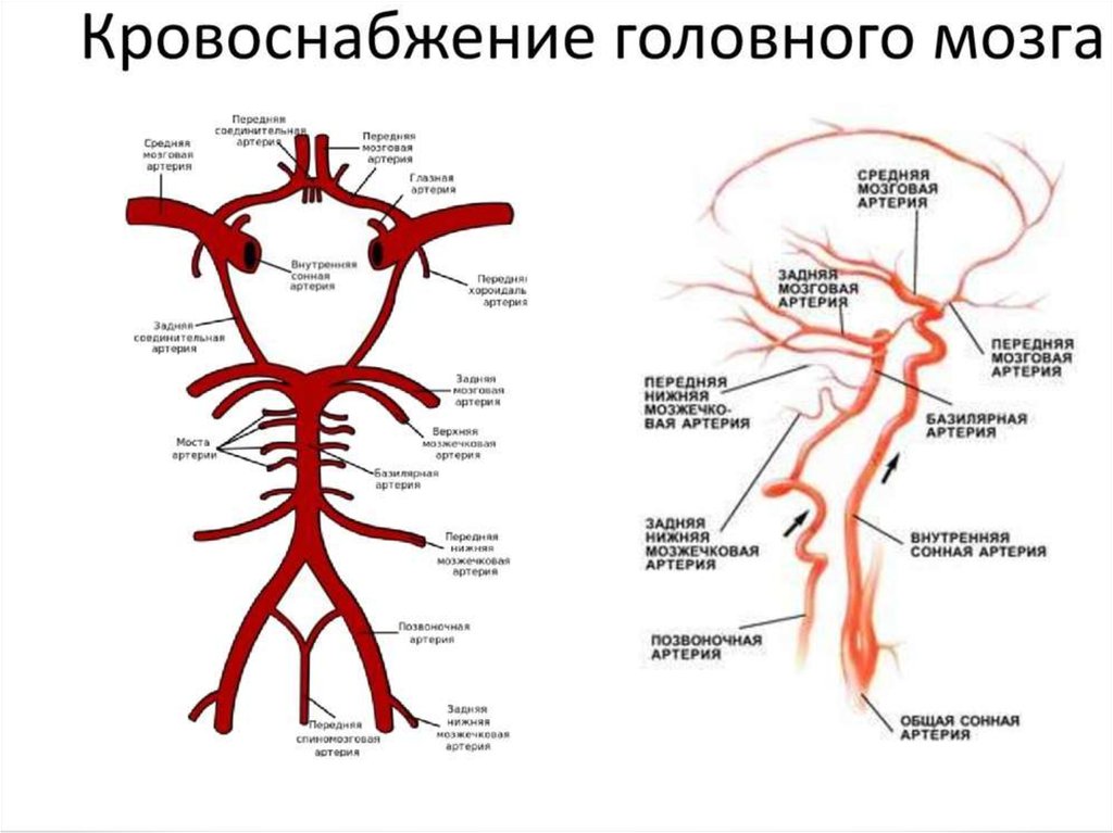 Схема мозгового кровообращения