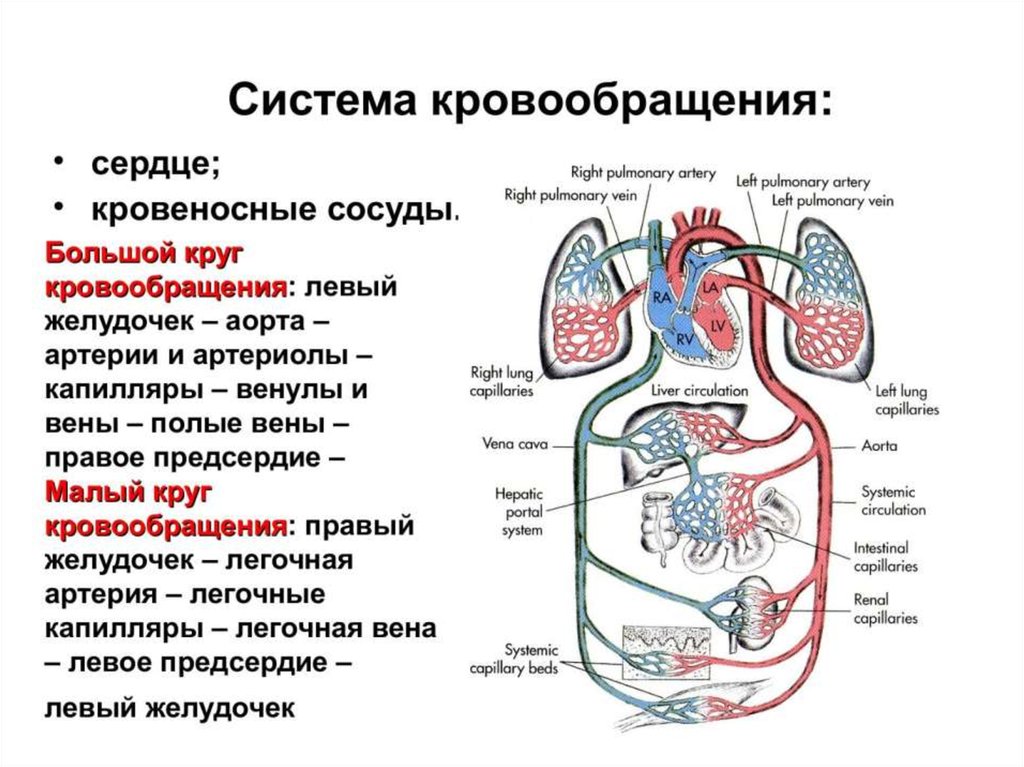 Малый круг кровообращения структуры. Сердечно сосудистая система большой и малый круг кровообращения. Сердце анатомия малый и большой круг кровообращения. Схема сердца человека и круги кровообращения. Физиология сердца большой и малый круг кровообращения.