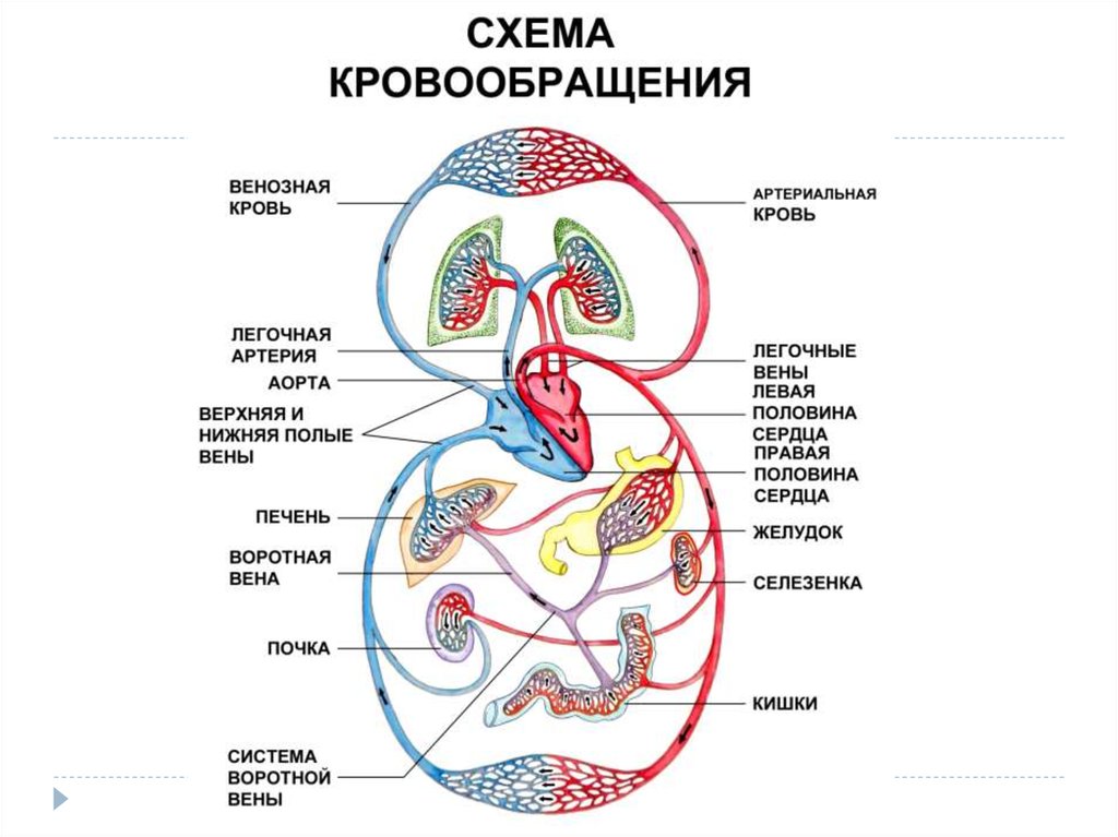 Сосуды плода рисунок