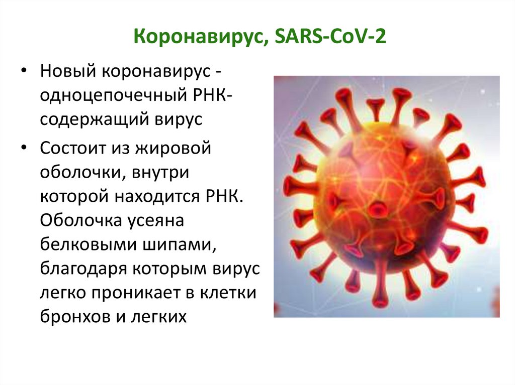 Коронавирус, SARS-CoV-2