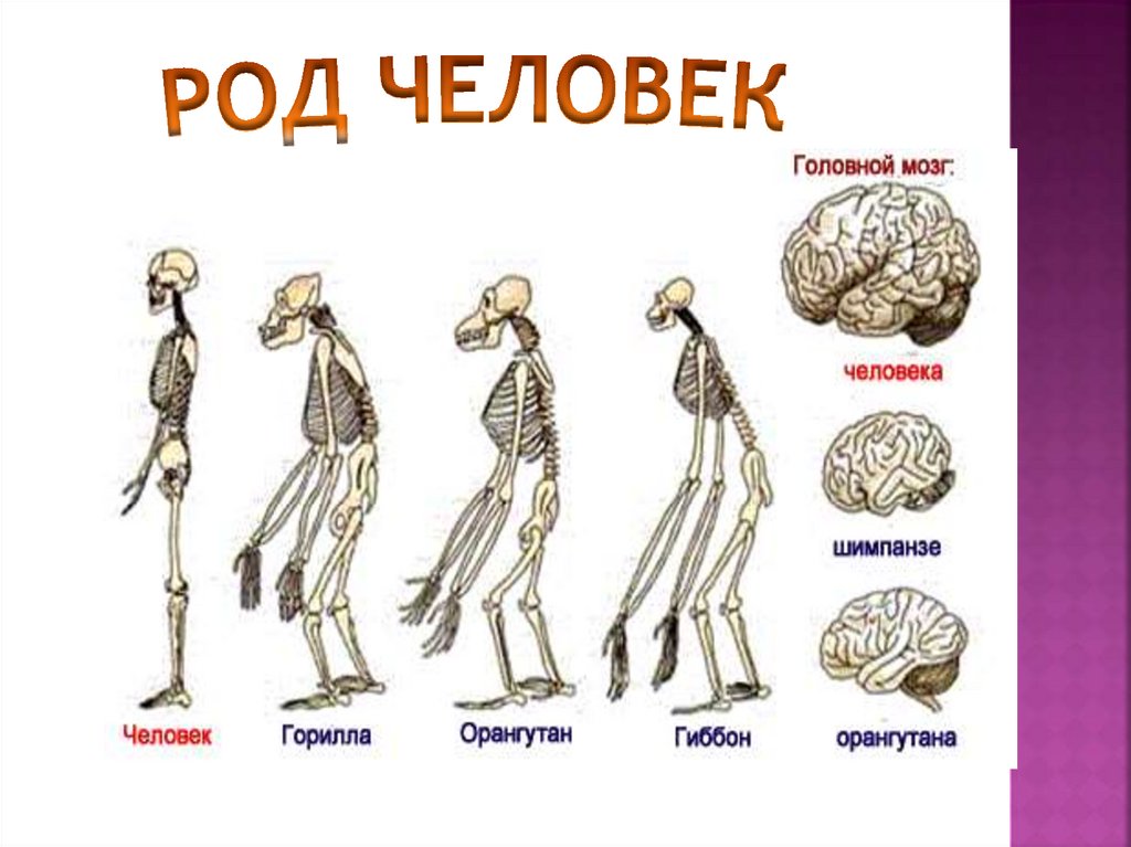 Род человеческий