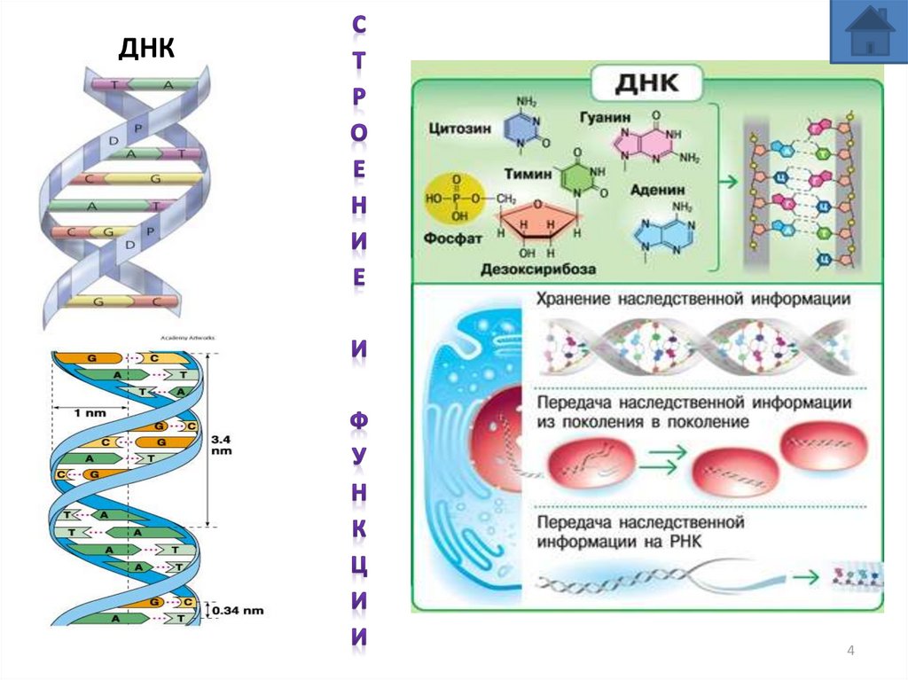 Обмен нуклеиновых кислот презентация