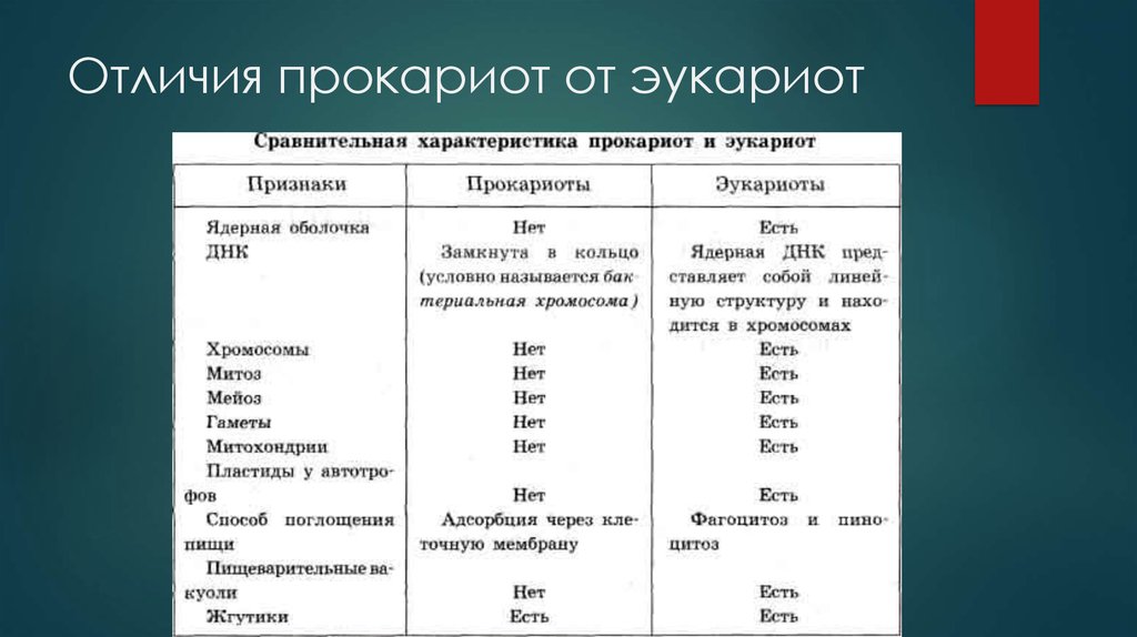 Вирусы эукариоты. Отличие прокариот от эукариот таблица. Прокариоты отличаются от эукариот. Рпзоичич клеток прокариот и эукариот. Различие прокариот от эукариот.