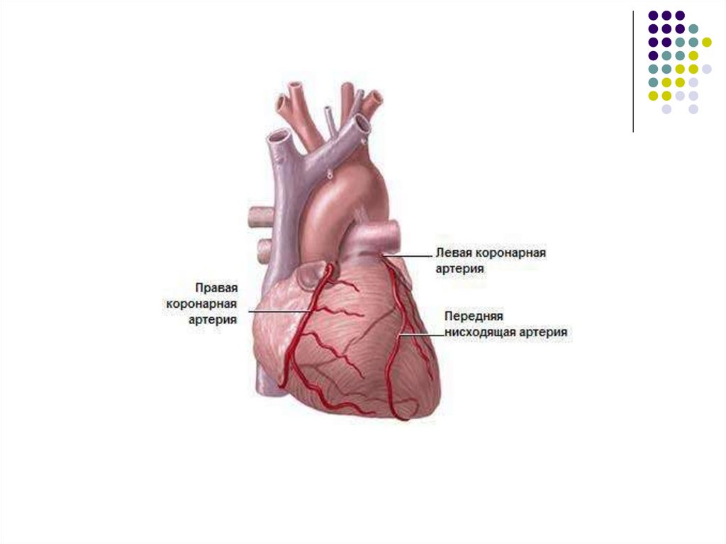 Правая сердечная артерия. Правая и левая венечные артерии. Коронарные артерии венечные вены. Правая венечная артерия. Правая венечная артерия сердца.