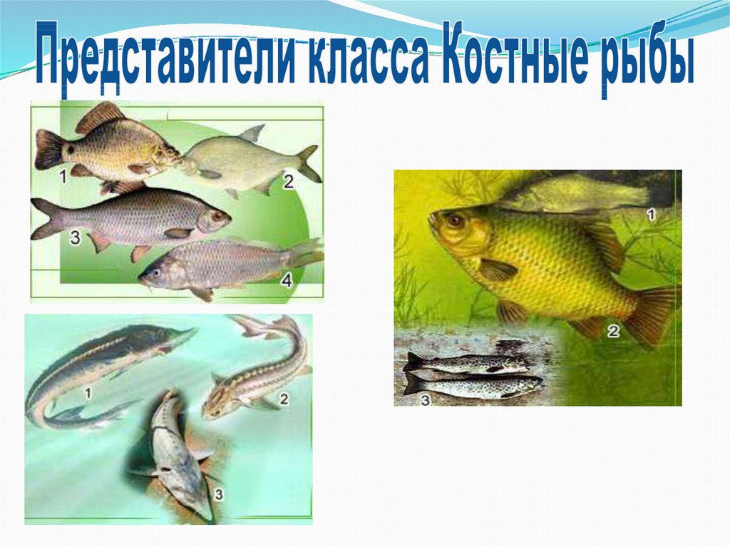 Рыбы примеры 3 класс. Костные рыбы представители. Класс костные рыбы представители. Костистые рыбы представители. Представители отряда костистых рыб.