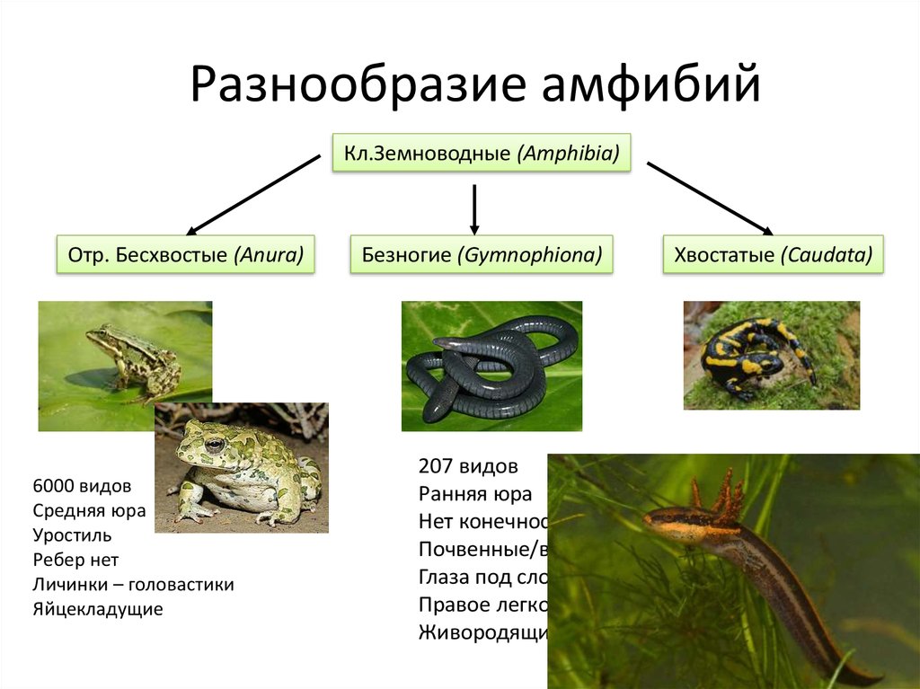 Особенности земноводных 3 класс