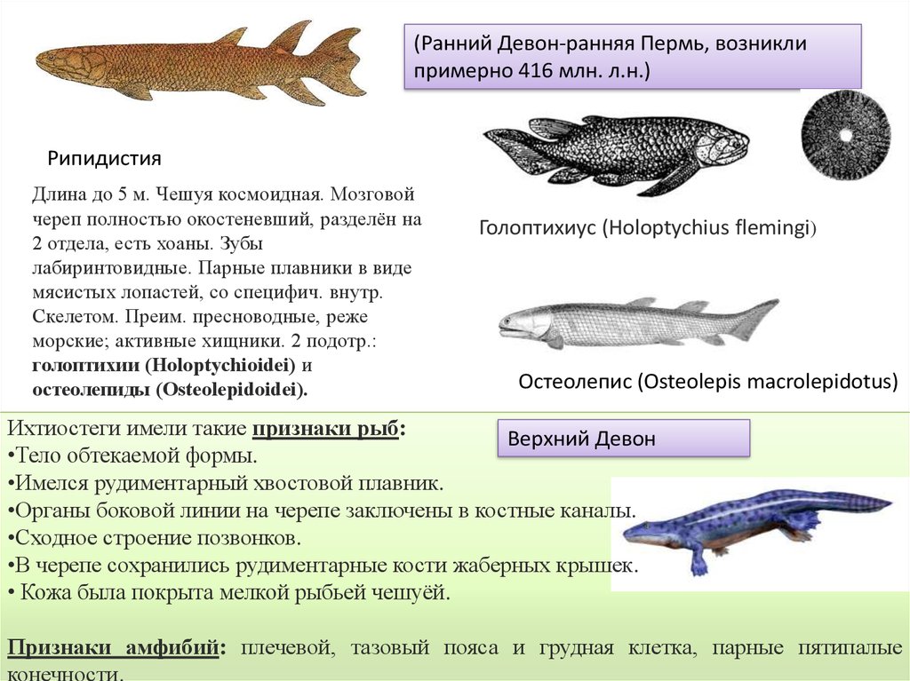 Животные обитатели воды имеют обтекаемую форму тела