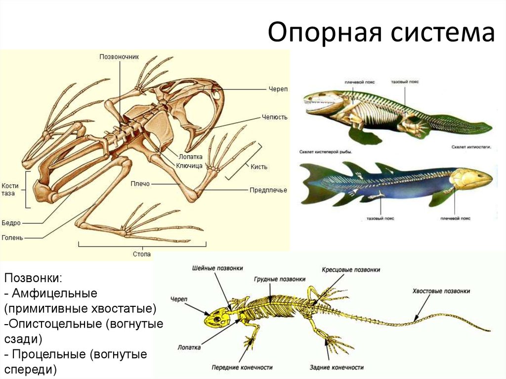 Первыми позвоночными наземными животными