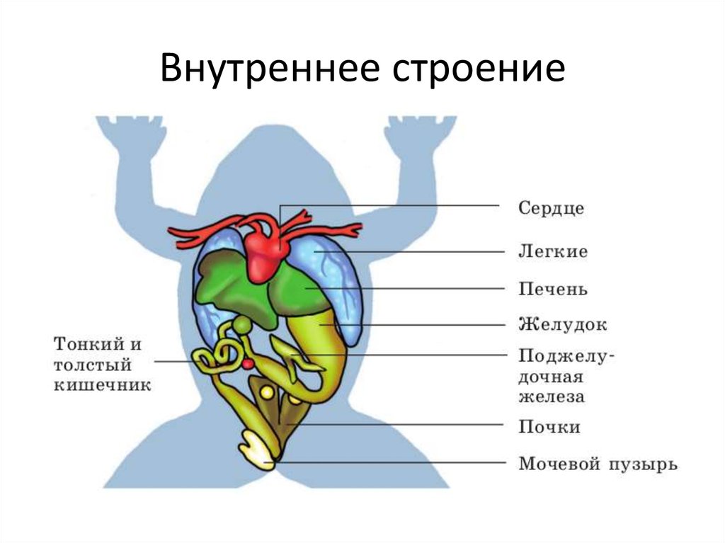 Укажите системы органов амфибий обозначьте органы лягушки изображенные на рисунке