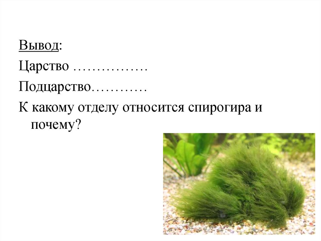 К отделу водоросли относится. Подцарство водоросли спирогиры. К какому отделу относится спирогира. К какому царству относятся водоросли. Заключение водоросли.