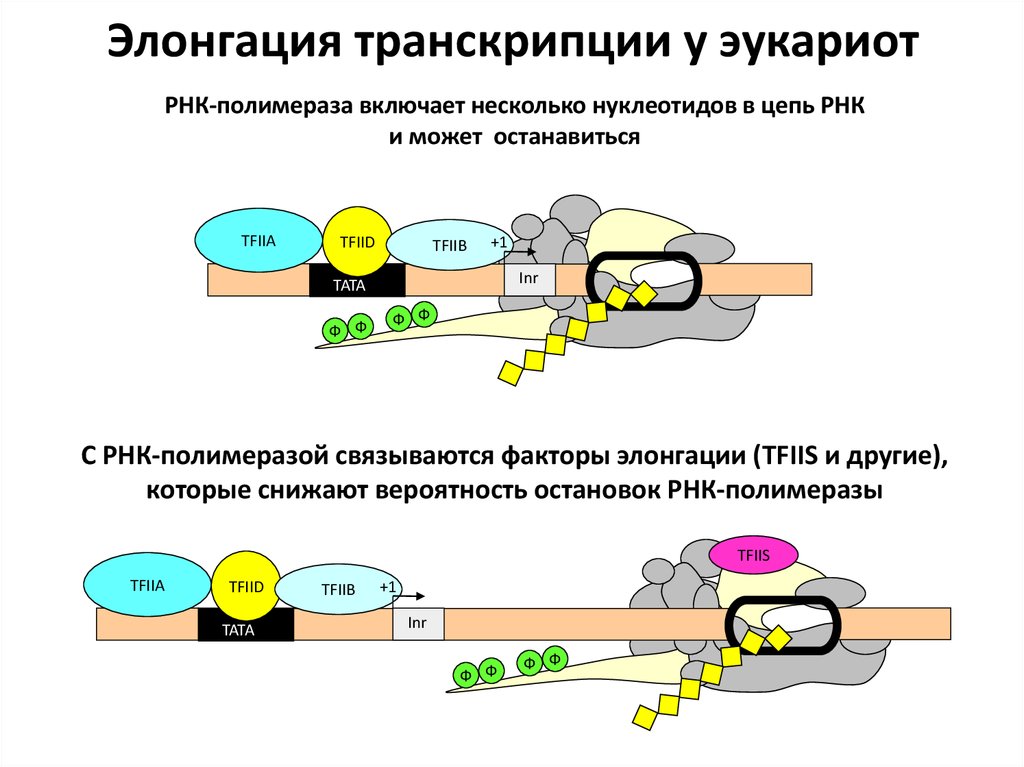 Механизм транскрипции. Молекулярные механизмы транскрипции. Механизм транскрипции ДНК. Механизм транскрипции РНК.