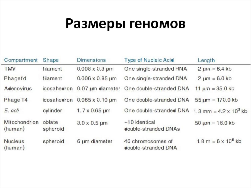 Геном человека таблица. Размер генома. Таблица геномов. Размер генома человека. Размеры геномов разных организмов.