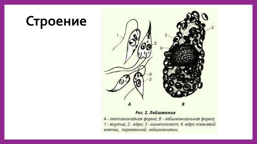 Хозяин лейшмании. Лейшмания строение рисунок. Систематика лейшмании. Формы существования лейшманий. Лейшмании ЕГЭ биология.