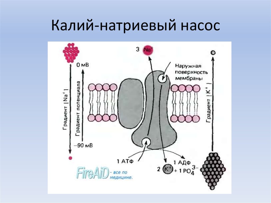 Калий натриевый насос схема