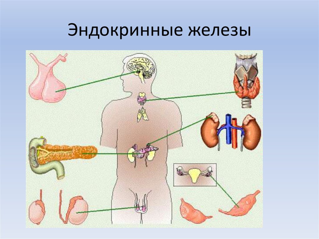 Эндокринная система картина