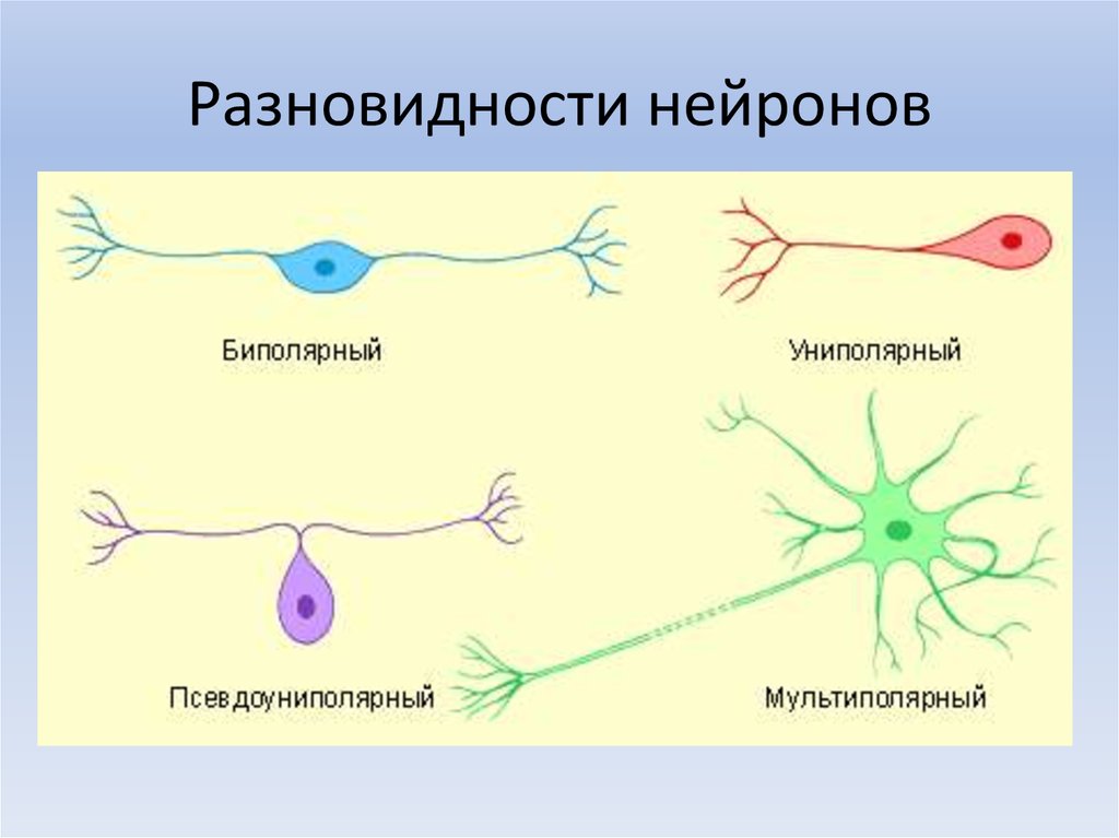 Виды нейронов рисунок