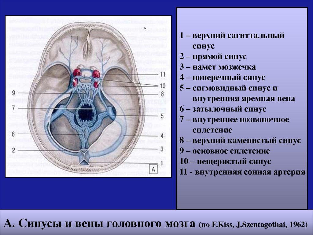 Вена галена