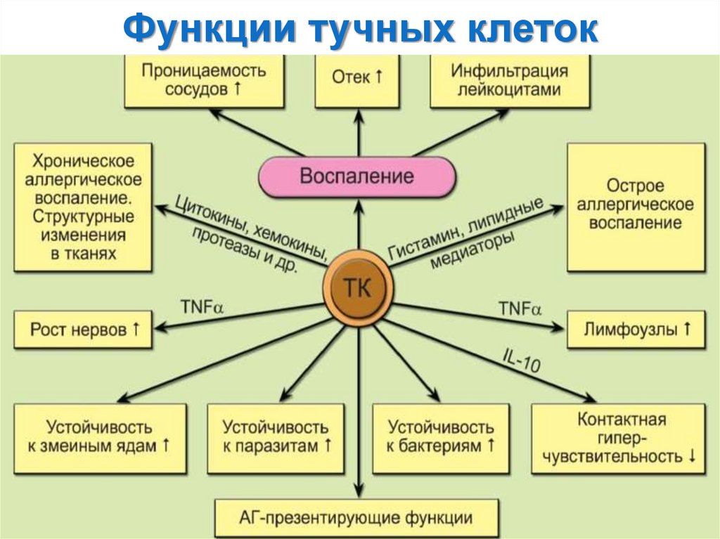 Основы иммунологии презентация