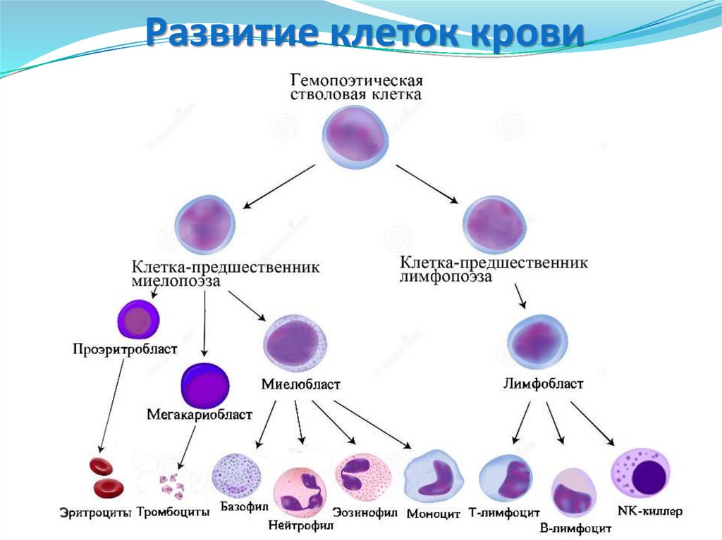 Развитие клеток крови. Схема кроветворения стволовая клетка. Схема кроветворения лимфоцитов. Схема развития и дифференцировка клеток крови. Схема гемопоэза клеток крови.