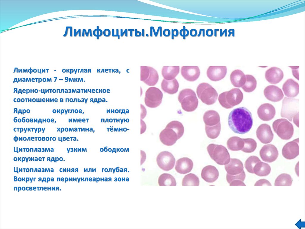 Лимфоциты структура. Малые лимфоциты форма ядра. Лимфоциты морфология. Морфология лимфоцитов в крови. Лимфоциты особенности строения.