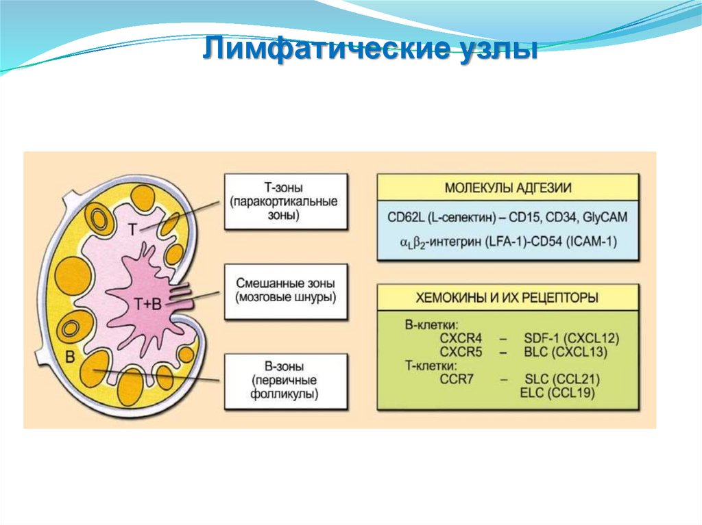 Основы иммунологии презентация