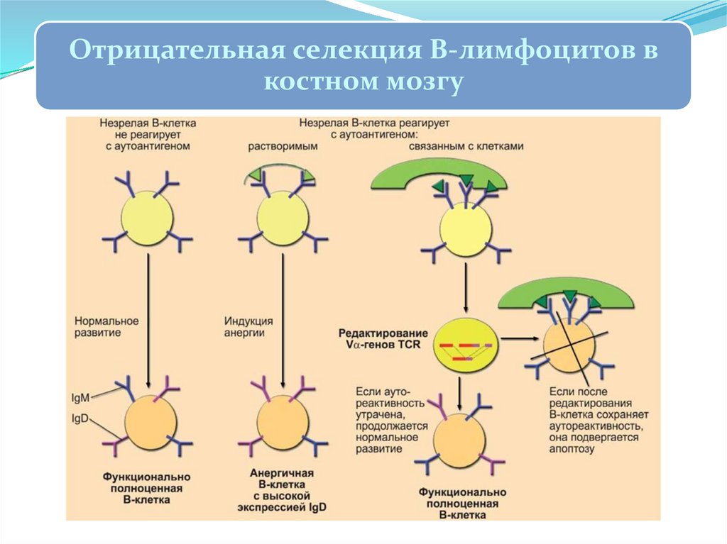 Иммунология репродукции презентация