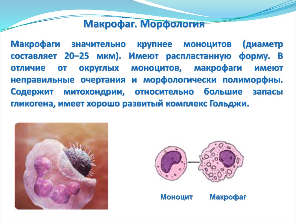 Моноциты и макрофаги. Макрофаг. Основы иммунологии. Моноциты макрофаги иммунология презентация. Роль макрофагов