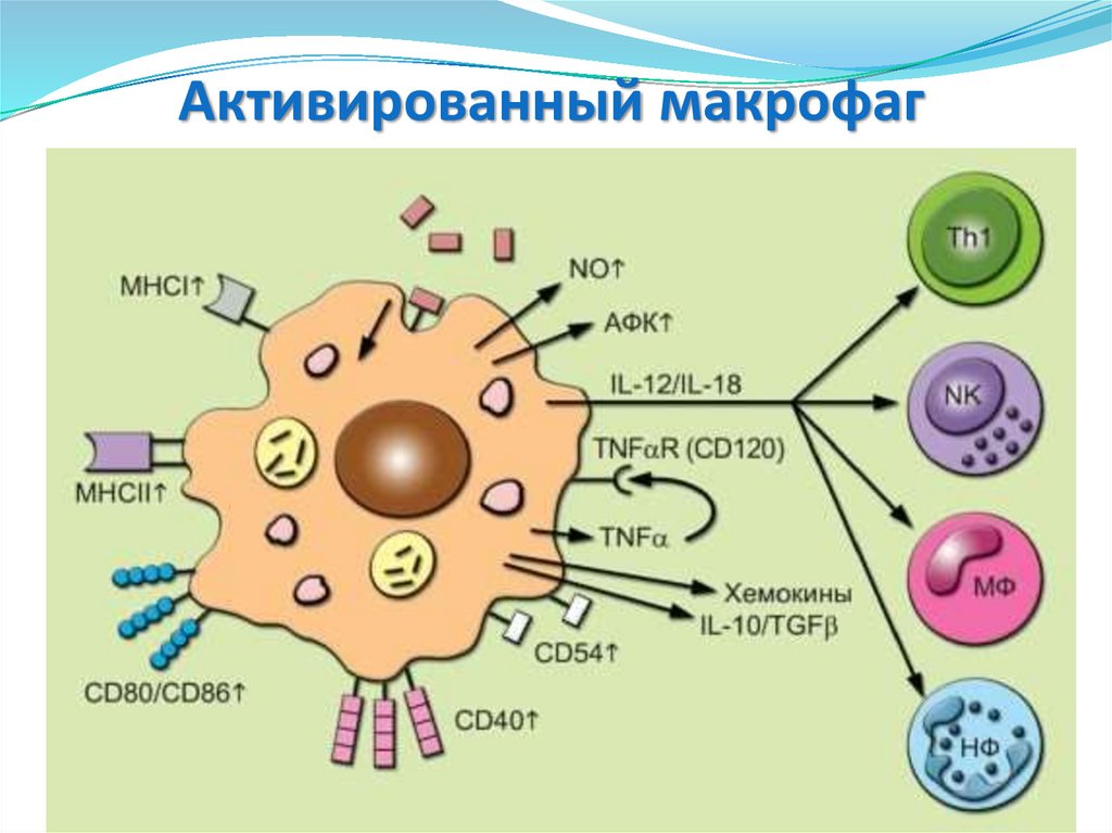 Макрофаги 1 2. Клетка Макрофаг строение. Макрофаги микробиология. Макрофаги иммунология рисунок. Строение макрофагов иммунология.