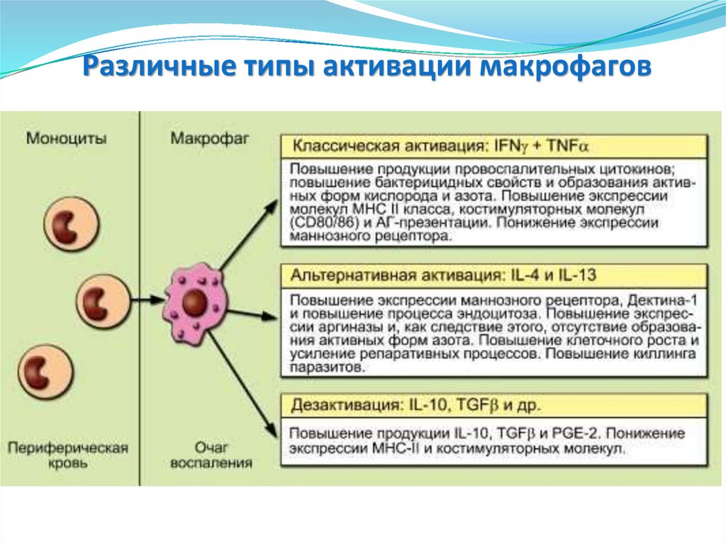 Активация макрофагов. Активация клеток м1 макрофагов. Механизмы действия активированных макрофагов. Факторы активации макрофагов. Функции активированных макрофагов.