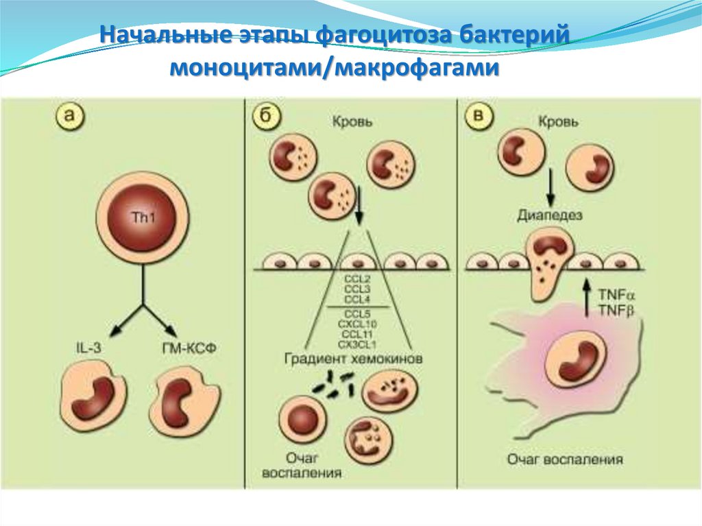 Активность макрофагов. Основные этапы фагоцитоза. Этапы фагоцитоза иммунология. Фазы фагоцитоза иммунология. 8 Стадий фагоцитоза иммунология.