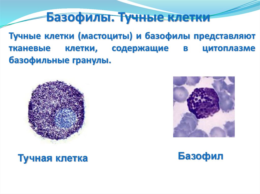 Тканевые базофилы. Тканевые базофилы строение. Тучные клетки (тканевые базофилы). Тучные клетки препарат строение. Базофилы и тучные клетки отличия.