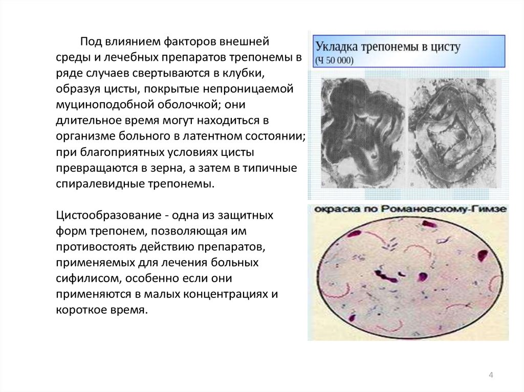 Трепанема. Микробиология - презентация онлайн