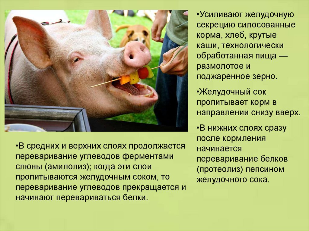Скормил свиньям. Свинка для презентации. Особенности пищеварения у свиней кратко. Хлеб для корма свиней. Особенности пищеварения в полости рта у свиньи.